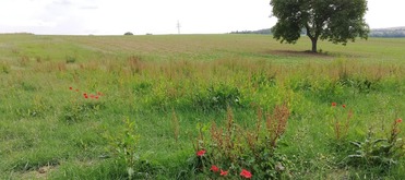 Monitoring von Feldlerchen und Wiesenschafstelzen in Sinsheim als Erfolgsprüfung von Maßnahmen zum speziellen Artenschutz
